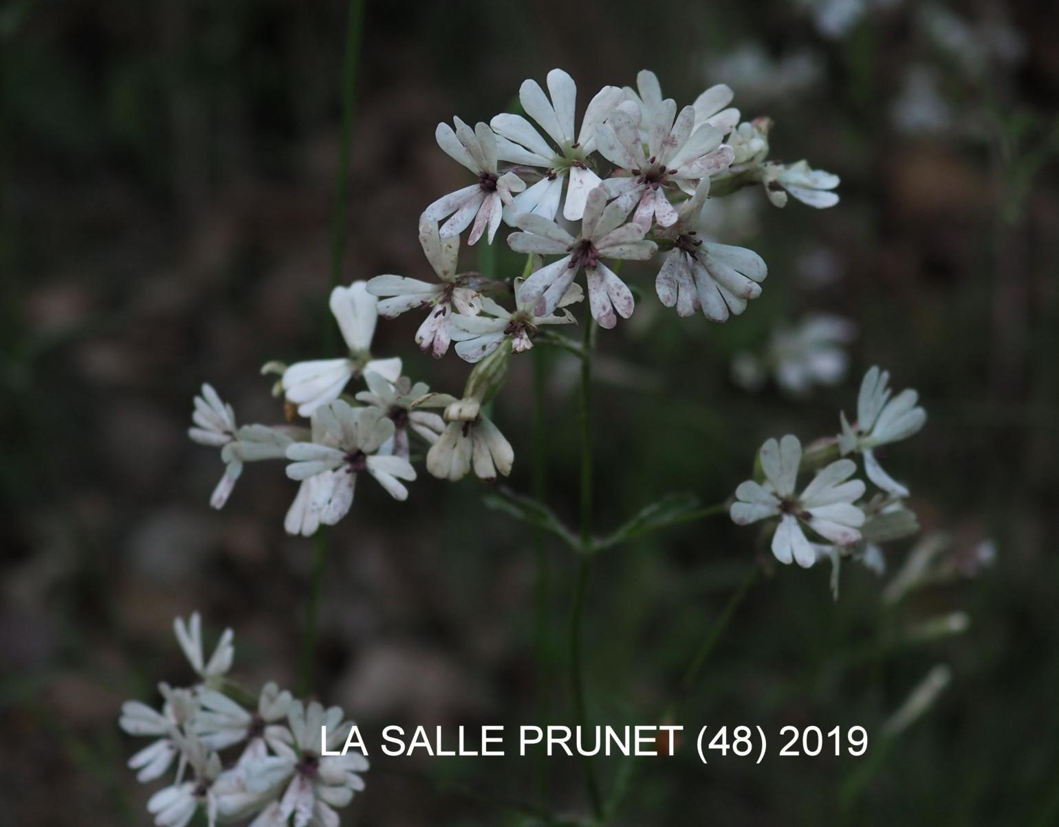 Catchfly, Italian